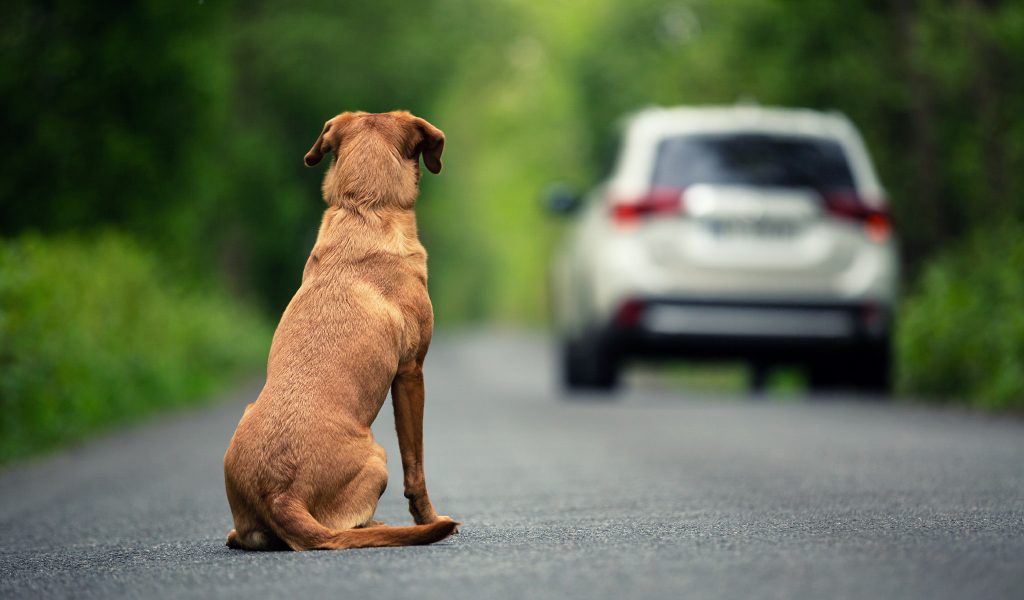 Abandono de animais triplicam na pandemia