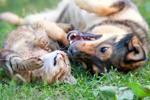 Você sabe identificar quando o seu cachorro está feliz?